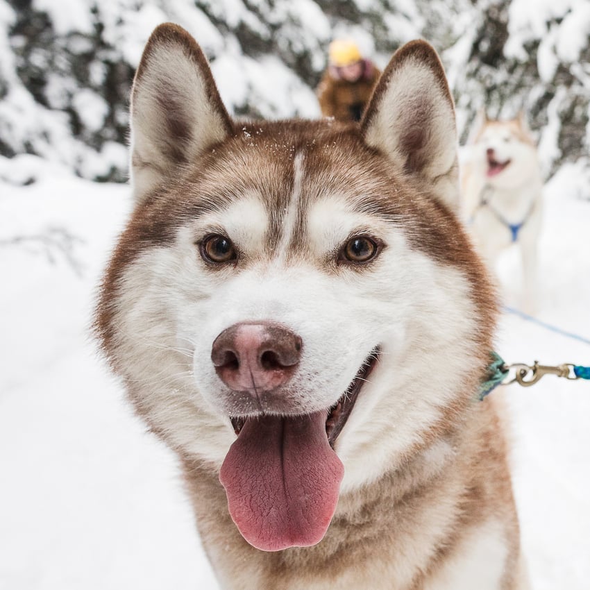 Lisa Godfrey Catches Pups at Play for Adirondack Life